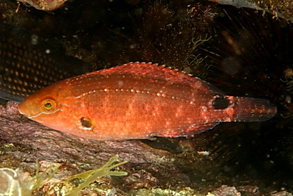 Symphodus mediterraneus (Tordo rosso) da Otranto